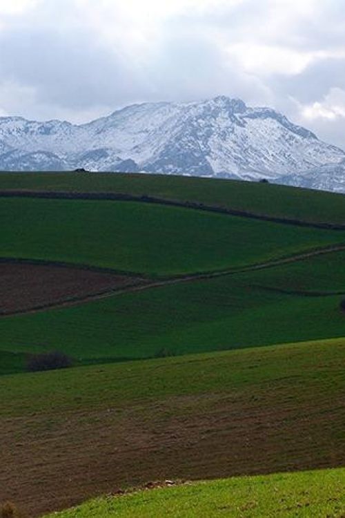 Perceel te koop in Ardales